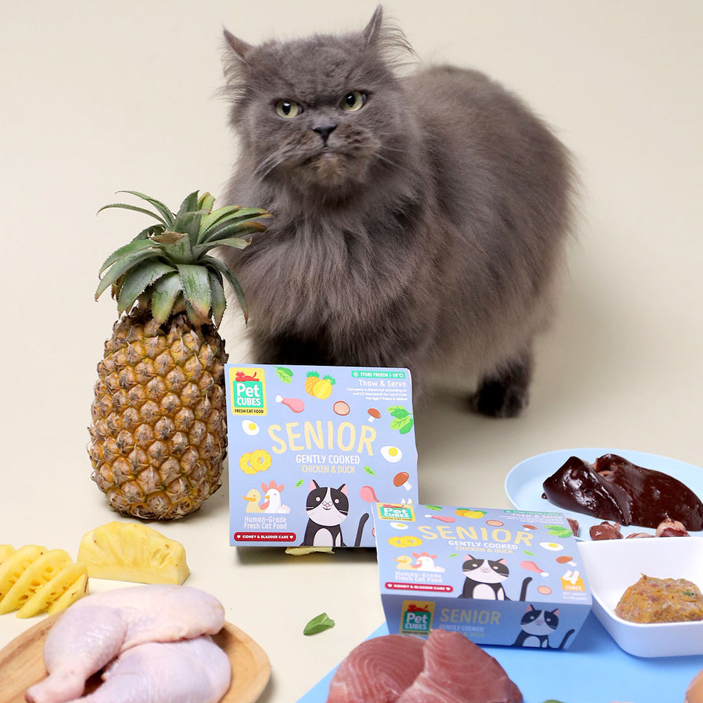 fluffy gray cat with petcubes packaging and ingredients on a table