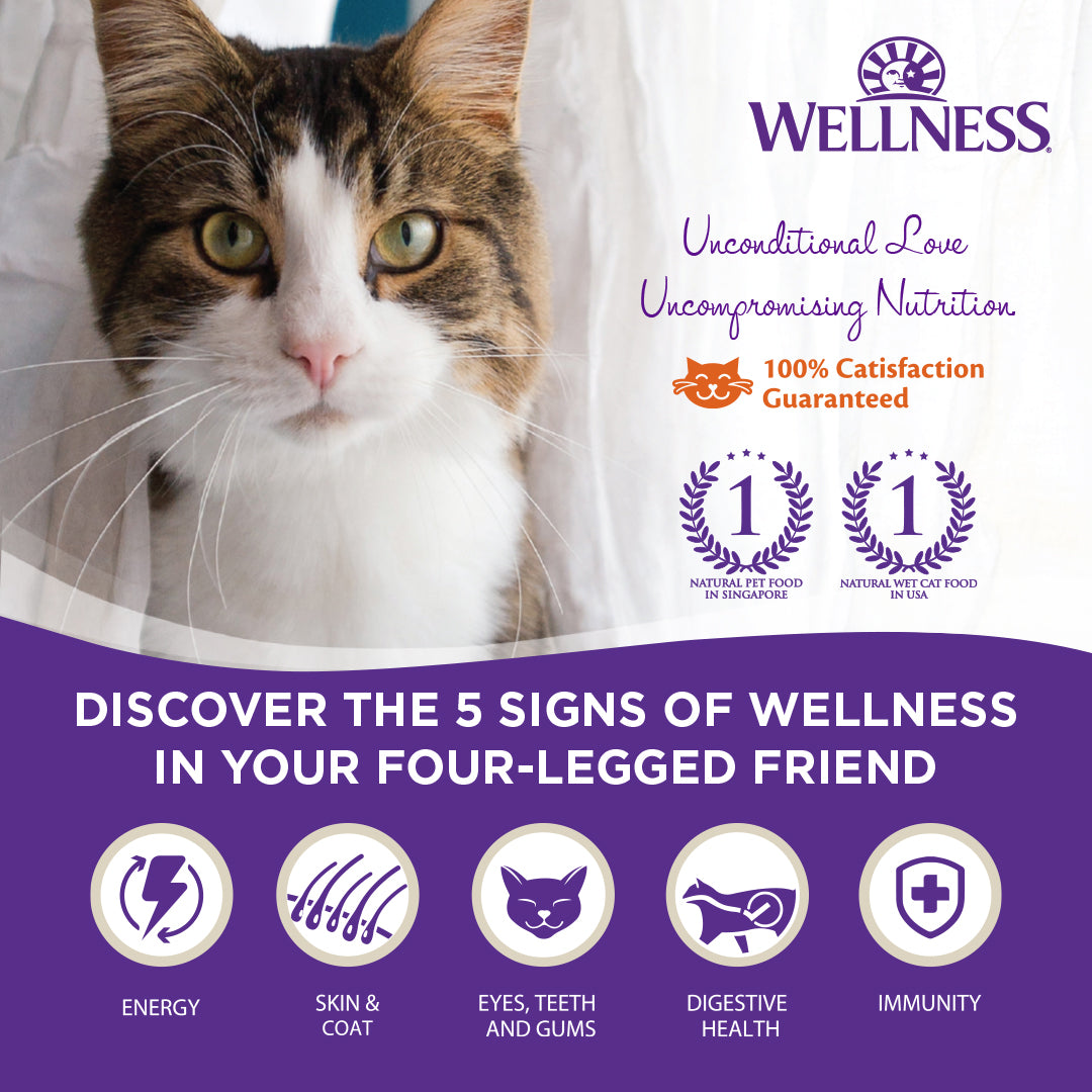 Bundle of 12 Wellness CORE Tiny Tasters Minced Chicken Gravy Grain-Free Wet Cat Food 50g