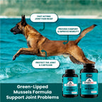 Dog running on water with Arthrix Pro supplements