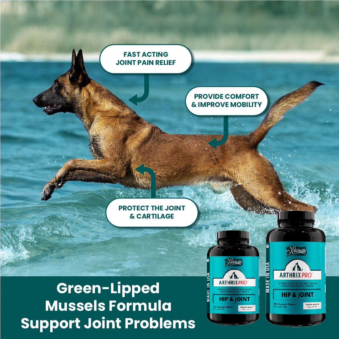 Dog running on water with Arthrix Pro supplements