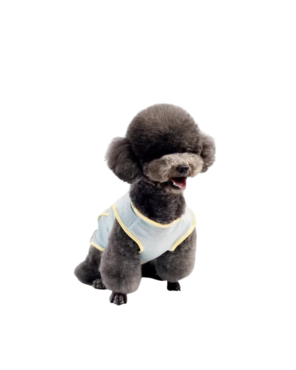 A small dark gray poodle wearing pawss light blue mesh pet vest with yellow trim.