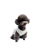 A small dark gray poodle wearing pawss light blue mesh pet vest with yellow trim.