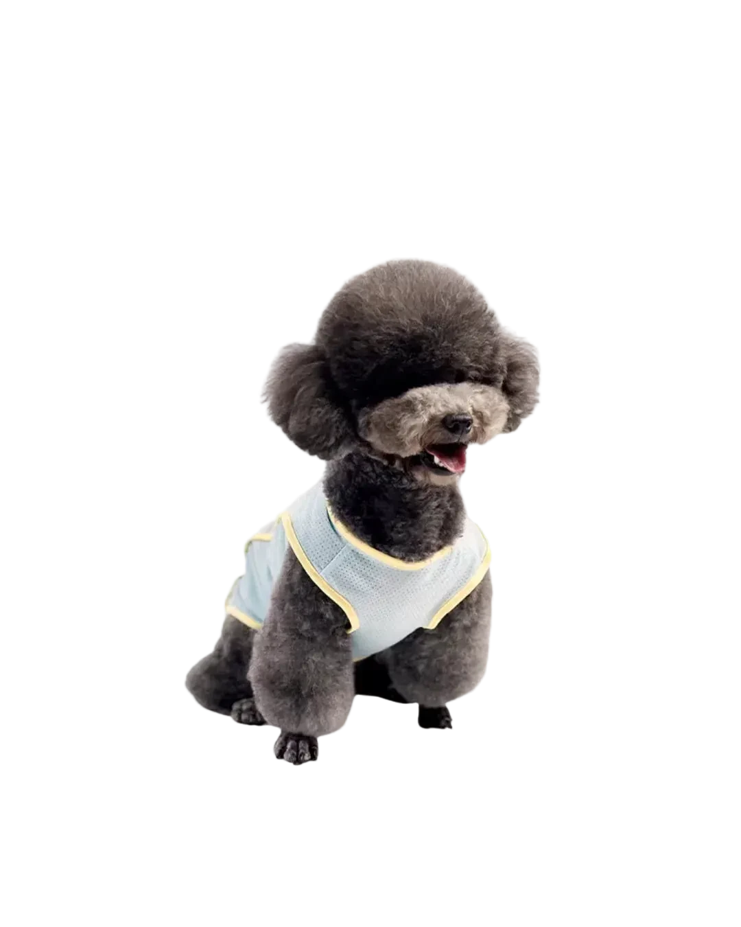 A small dark gray poodle wearing pawss light blue mesh pet vest with yellow trim.