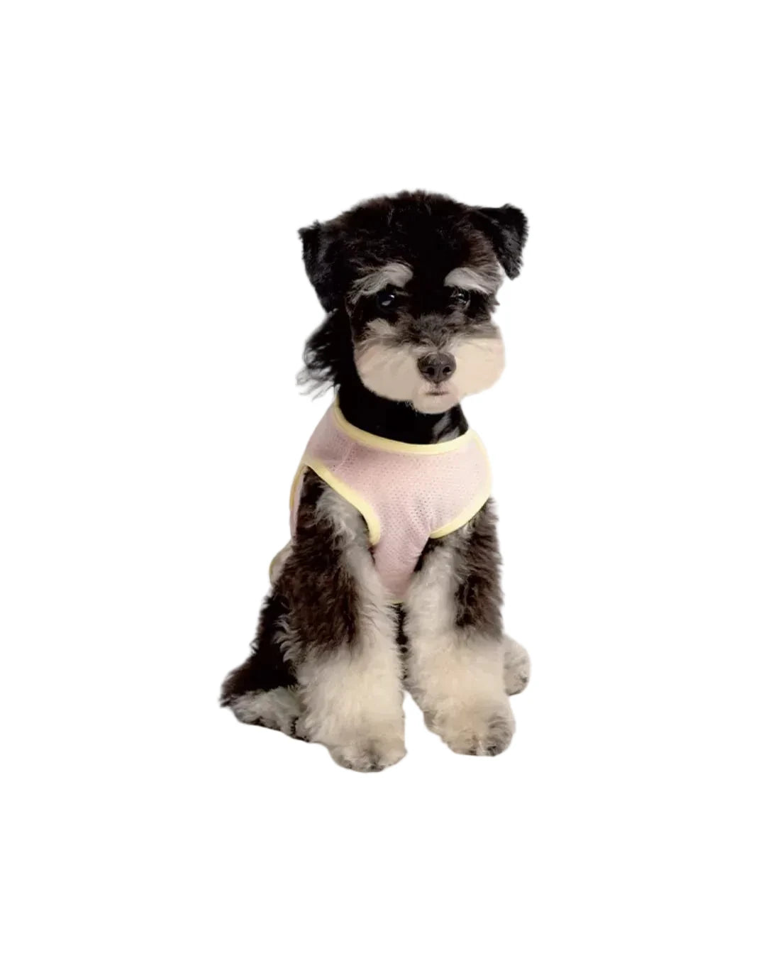 A small black and white dog wearing pawss light pink mesh pet vest with yellow trim, set against a white backgro 