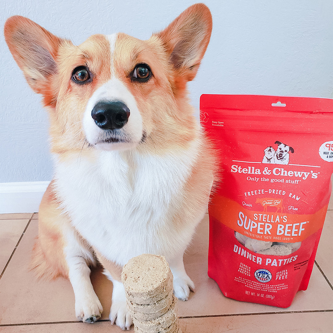 A corgi dog sits on a tiled floor next to a red bag of Stella & Chewy's Stella's Super Beef Dinner Pathies, with a stack of the beef treats in front of the dog.