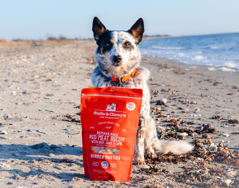 Dog on a beach with stella and chewy's freeze dried dinner patties in red meat recipe.