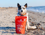 Dog on a beach with stella and chewy's freeze dried dinner patties in red meat recipe.
